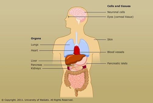 Organ, cell and tissue transplants