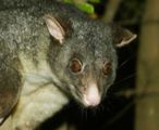 Biological Control of Possums