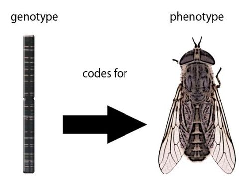 mutant eye phenotypes