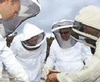 Beekeepers checking honeycomb