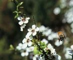 Honey to heal