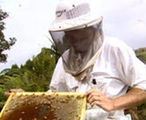 Honey supply chain