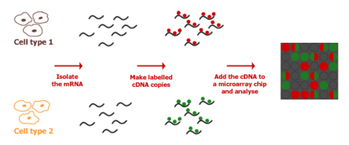 Setting up a microarray experiment