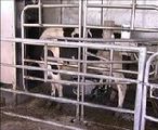 Cow eating in robotic milking stall