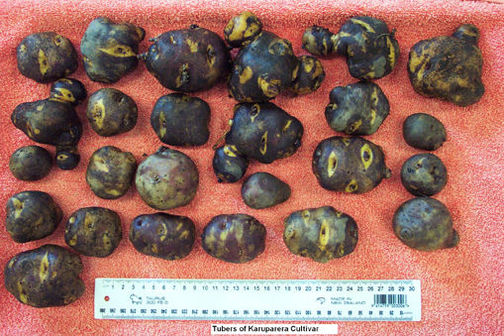 Karuparera cultivars have purple skin and yellow eyes and flesh.  Karuparera cultivars have purple skin and yellow eyes and flesh.