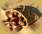 A mixture of taewa cultivars in a kete. 