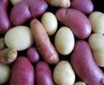Tubers. 