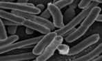 Bacteria in biotech