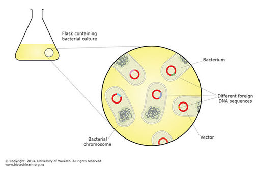 Bacterial library.