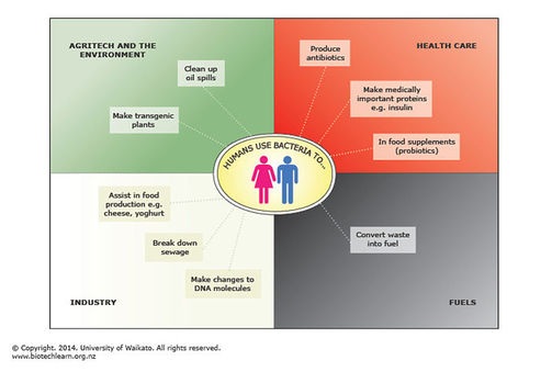 How humans use bacteria.