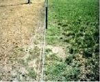 Ryegrass