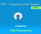 PCR: Polymerase chain reaction