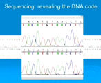 Revealing the DNA code. 