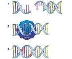 DNA ligation