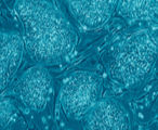 Image of Embryonic stem cells. 